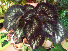 DS-������ ������.jpg