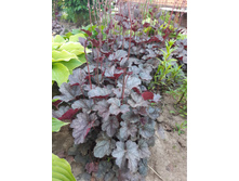 ������� Timeless Treasure. �������