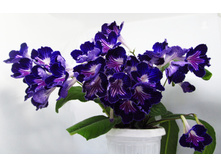 Ren -��������� ����� 2.jpg