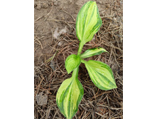 ������ ������