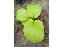 ������� ����