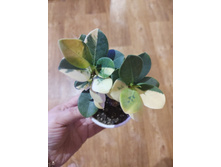 Green Island variegated.