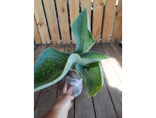 �������� ���� �����.