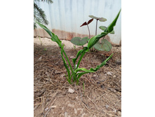 ���� ����������