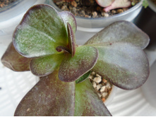 DSC07237.JPG �������)