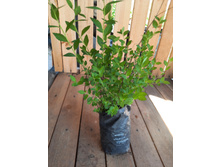 ������ "����� ��������", �������