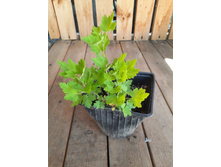 ��������� �������