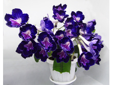 Ren -��������� �����.jpg