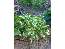 ����� ���� ��������. �������.jpg