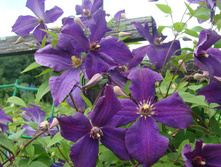 �������� ����-����������