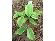 ������ ��