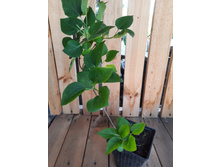 ������ "���� ����". ������ 2 �����.