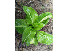 ����� �����