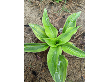 ���� ����