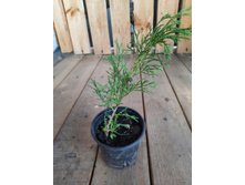 ����������� ������� ��������������