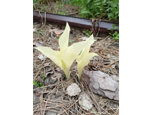 ����� ����� (���� 2022)