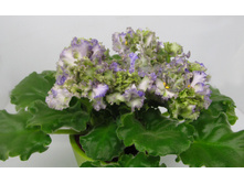 ��-��������� 1.jpg