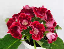 ������� ������2.jpg