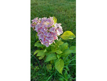 ��������� ������� 3� �����. ���� 300�