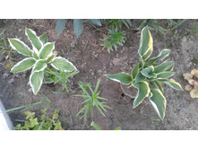 ����� �������