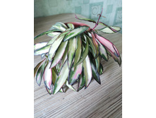 kentiana variegata.