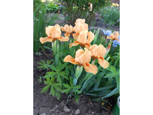 ���� ��������� ����������. ���� 150�.