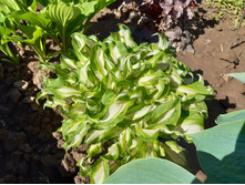 ����� ���� ��������. ���� 70�.