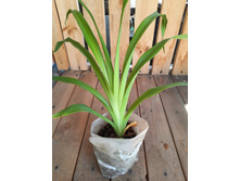 �������� ���� ���������.