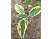 ��� ������