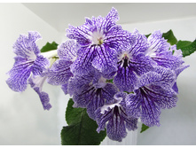 �������� ����� 1.jpg