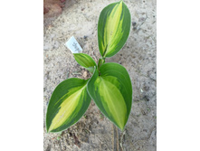 ������ �����