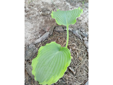 '���������'