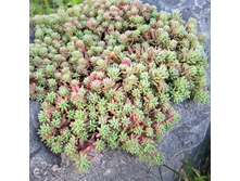 ������ ���������. ���� 80�.