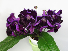 ���-���������� 1.jpg