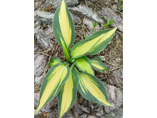 ���� ����