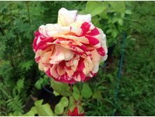 ������ �����  ���������