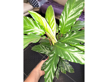 ������� ���������