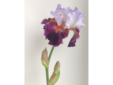 IMG 20220621 103121.jpg