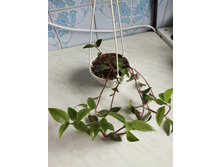 IMG 20220726 173239.jpg