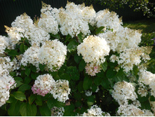 ������� ������.jpg