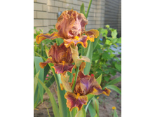 IMG 20220624 163918.jpg