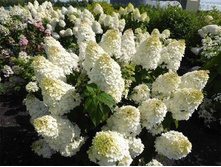 ����� ���1.jpeg