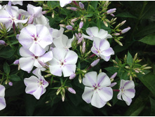 ����� ���� ���