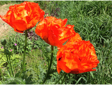 ��� ���������