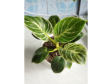 IMG 20220726 173433.jpg