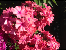 ��������� ����