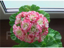 ������ ��������