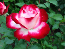 ������ ������ ������   ����������