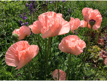 ��� ����� ���� ���