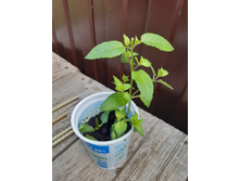 ���� ����������, ����������� �������. ���� 100�